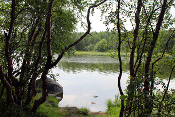 Fototapeta na wymiar trees by the lake