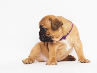 French Bulldog Puppy