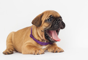 French Bulldog puppy looks sideways
