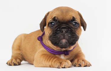 French Bulldog puppy looks