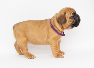 French Bulldog puppy looks sideways