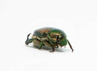 beetle