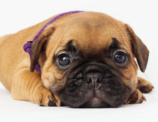 French Bulldog puppy looks