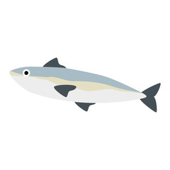 fresh salmon fish food