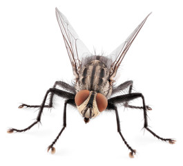 A macro shot of fly isolated on white background. Front view of house fly insect