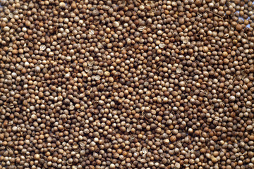 Mustard seeds close-up.