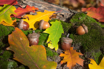 Oak acorns