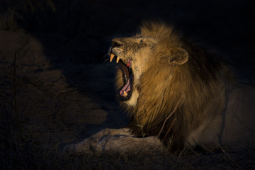 Adult lion male with huge mane resting and yawning in gathering darkness