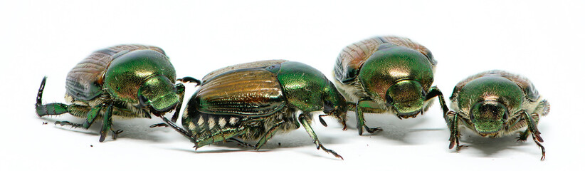 beetle