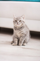 Scottish kitten posing Photo