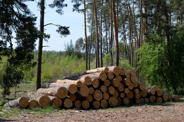 a pile of pine logs