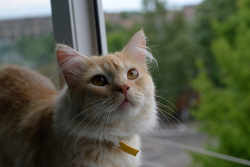 the cat sits on the windowsill