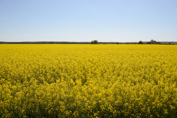 rapeseed field