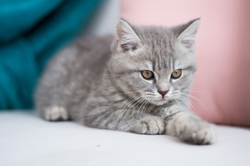 Scottish kitten posing Photo