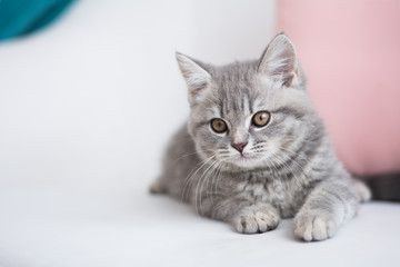 Scottish kitten posing Photo