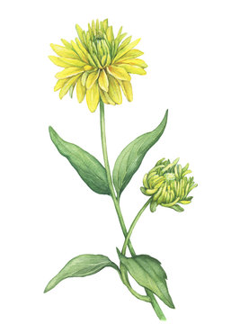 Branch with yellow flower of garden plant rudbeckia laciniata (also known as cutleaf coneflower, goldenglow, susan). Watercolor hand drawn painting illustration isolated on a white background.