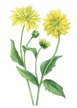 Branch with yellow flower of garden plant rudbeckia laciniata (also known as cutleaf coneflower, goldenglow, susan). Watercolor hand drawn painting illustration isolated on a white background.