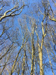 Trees