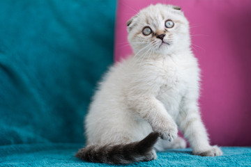 Fototapeta na wymiar Scottish kitten british cat munchkin