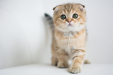 Scottish kitten posing Photo