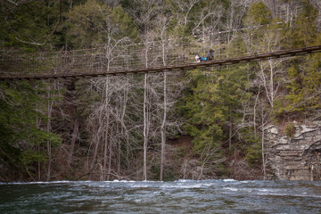 Dogs on a bridge
