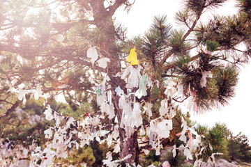 Closeup of the ribbons on the pine tree, left there by tourists in memory of conceiving a desire....