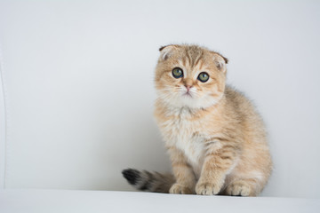 Fototapeta na wymiar Scottish kitten posing Photo