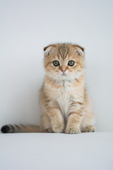 Fototapeta na wymiar Scottish kitten british cat munchkin