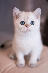 Fototapeta premium Scottish kitten posing Photo