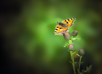 Butterfly And Thistle