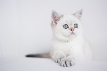 Obraz premium Scottish kitten posing Photo