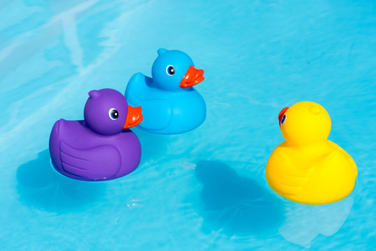 Three colorful rubber ducks, yellow, blue and purple, swimming in the water in a paddling pool