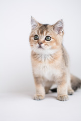 Scottish kitten posing Photo