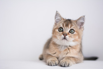 Obraz premium scottish kitten british cat munchkin