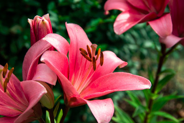 Bunch of pink lilies