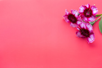 Pink flowers on pink background with copy space. Top view