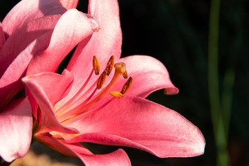 Focus on a single pink lily