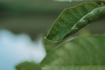 drops of water in leaf