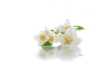 Naklejka na ściany i meble blossoming jasmine flowers