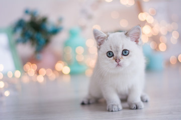 Scottish kitten posing Photo
