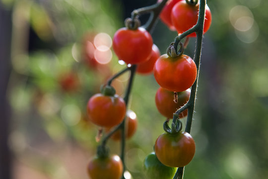 Ripe Cherry Tomatoes  in a Garden.Close up.Green Leaves. Sunndy day.Green and Red Tomatoes.