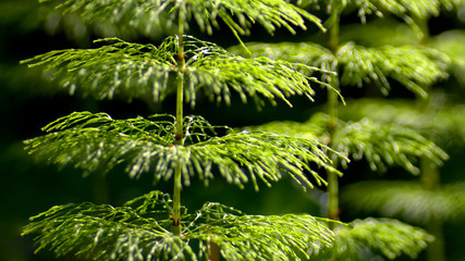 Junger Schachtelhalm, Equisetum
