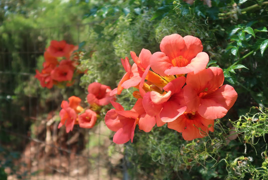 Campsis grandiflora