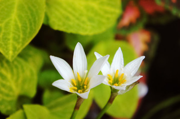 White rain lily, white zephyr lily, Zephyranthes candida