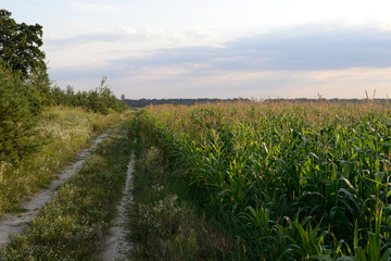 Fototapeta na wymiar field corn