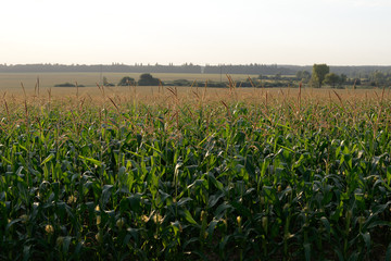 field corn