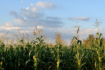 Fototapeta na wymiar field corn