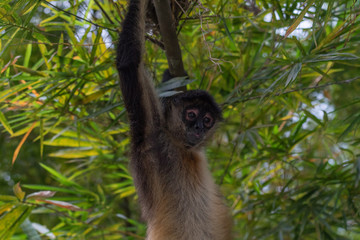 mono monkey hanging from tree