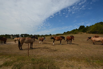 Pferdekoppel auf Hiddensee