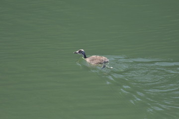 giovane svasso maggiore